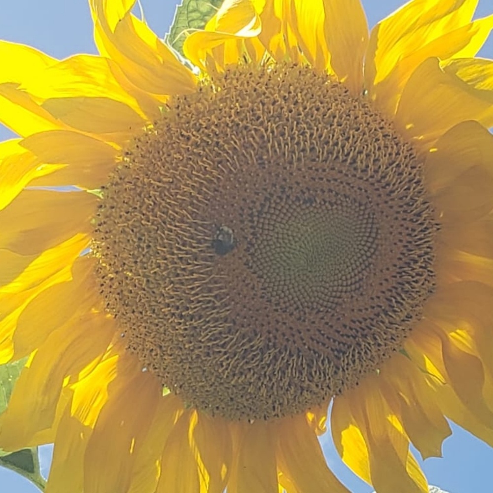 Meet your Posher, Nelly